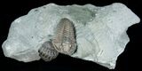 Double Flexicalymene Trilobite - Prone & Enrolled #5525-4